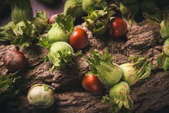 Fresh, green hazelnuts, close-up, on the bark of a walnut tree, uncleaned, top view, rustic, no