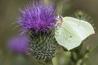 Brimstone (Gonepteryx rhamni), Emsland, Lower Saxony, Germany, Europe