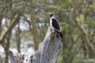 Augur buzzard