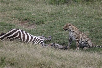 Leopard on the kill