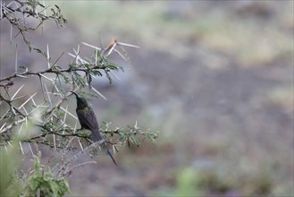 Sunbird