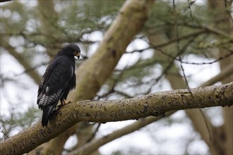 Augur buzzard