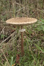 Giant umbrella mushroom, parasol mushroom