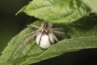 Nursery spider