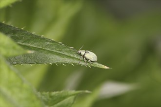 Glossy weevil on a leaf