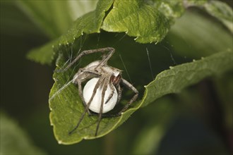 Listspider with egg cocoon, pisaura mirabilis