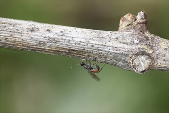 Ichneumon wasp laying eggs