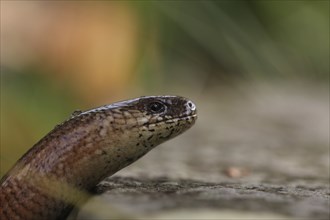 Slow worm, portrait