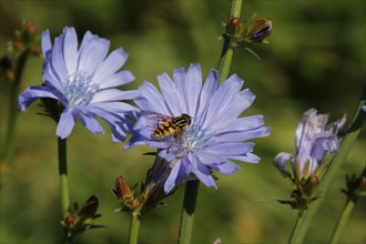 Chicory with hoverfly