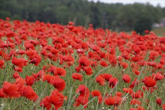 Field with poppies