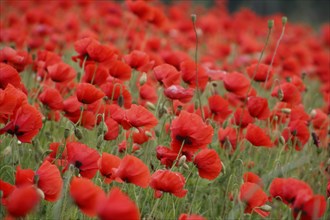 Field with poppies