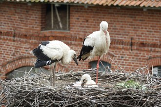 White stork with young birds in the nest