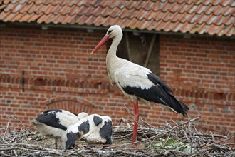 White stork with young birds in the nest