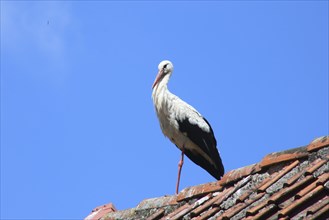 White stork on the roof ridge