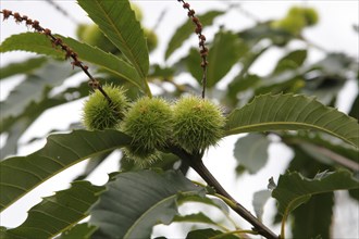 Fruits of the sweet chestnut