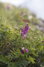 Alps sweet clover