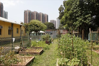 Urban gardening Hong Kong