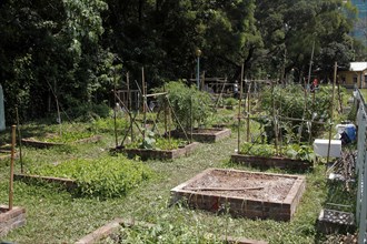 Urban gardening Hong Kong