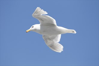 Glaucous winged gull, in flight
