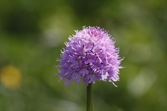 Ball orchid, traunsteinera globosa