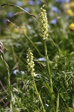 Hoswurz, Weisszüngel, Leucorchis albida, pseudorchis albida