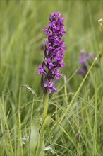 Stately orchid, orchis mascula