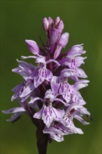 Moorland spotted orchid, dactylorhiza maculata