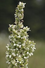 White False Helleborne, veratrum album