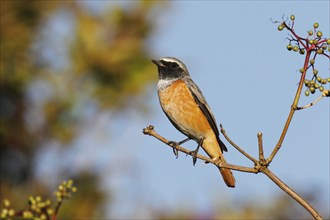 Redstart, male in the elder bush