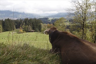 View of the Illertal with cow, Allgäu Braunvieh