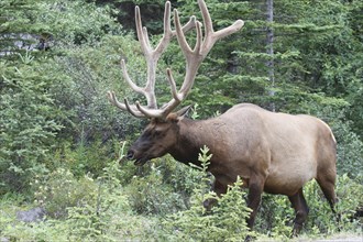 Wapiti deer in bast