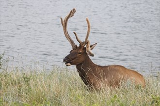 Wapiti deer in velvet with bent antlers