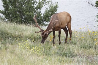 Wapiti deer in bast