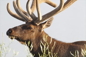 Wapiti deer in bast