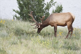 Wapiti deer in bast