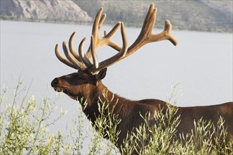 Wapiti deer in bast