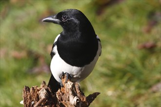 Magpie