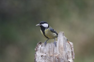 Great Tit