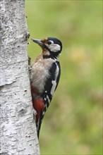 Great spotted woodpecker