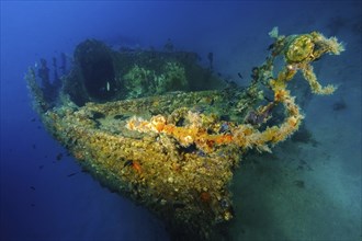 View of front bow of small shipwreck partly overgrown with yellow cluster anemones (Parazoanthus