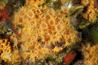 Colony of passively toxic poisonous marine Yellow cluster anemones (Parazoanthus axinellae),
