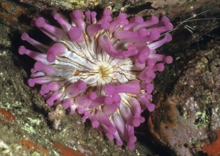 Club-tipped anemone (Telmatactis cricoides) in colour pink pink, top view, East Atlantic, Canary