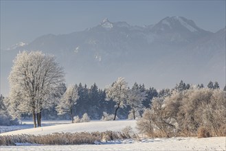 Snow-covered trees in front of mountains, wintry mountain landscape, Murnau, view of Ettaler Mandl