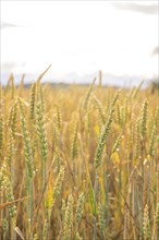 Close-up of a wheat field with golden ears in the sunshine and blurred sky, Gechingen, Black