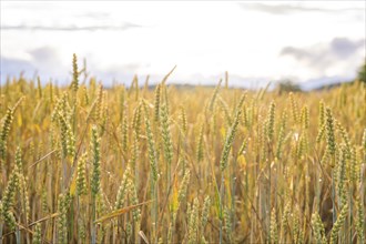 Field full of golden ears of wheat in sunlight with cloudy sky in the background, Gechingen, Black