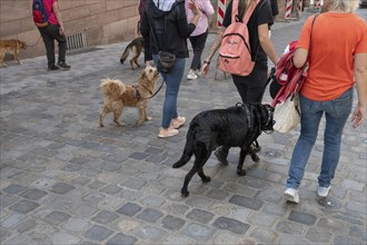 Dog school participants walking their dogs in the city, Nuremberg, Middle Franconia, Bavaria,