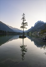 Rocky island with tree in the lake, reflection in Hintersee, at sunset, Berchtesgaden National