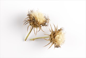 Seed heads of carduus marianus (Silybum marianum) on a white background