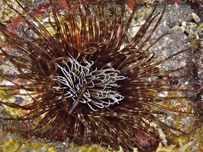 Colourful cylinder rose (Cerianthus membranaceus) with long tentacles on a reef. Dive site