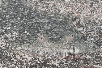 Portrait of camouflaged flatfish, wide-eyed turbot (Bothus podas maderensis), flounder that adapts